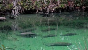 Florida Agriculture Commissioner Pushes For Water Policy