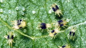 EPA Denies Order to Ban Pesticide