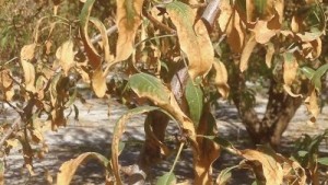 Be Wary Of Increased Chloride In Almond Trees