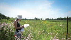 New Video Takes An Inside Look At Pollination Research