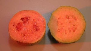 Study Shows Guava Could Prove Fruitful For Some Florida Growers