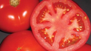 5 Juicy Tomatoes Florida Growers Should Consider