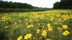 Establishing Wildflower Habitat To Support Highbush Blueberries
