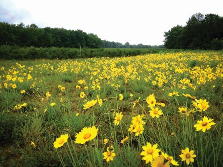General Mills Invests $4 Million In Pollinator Habitat
