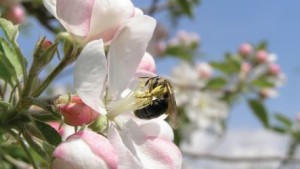 Maintaining Forests, Wildflower Fields Around Orchards Can Boost Pollination