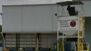 Longtime South Florida Tomato Producer Passes At 83