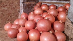 11 Onions You Need To Know