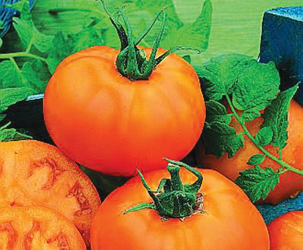 26 Tasty Tomato Varieties You Should Know and Grow Now - Growing