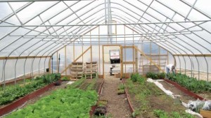Key Considerations When Growing Under Cover