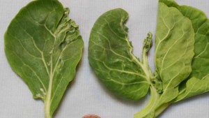 Weather Changes Alter Pest Populations, Plant Pathogens
