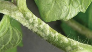 A Keen Eye Can Help You Spot Edema On Your Vegetables