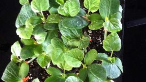 Researchers Find That Grafting Increases Melon Yields