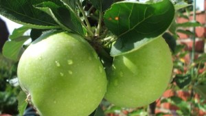 Granny Smith Apples Recalled Due To Possible Contamination