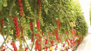 5 Trends In Protected Ag Or Controlled Environment Agriculture