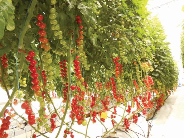 This row of tomatoes with large fruit load is part of an on-going project with DeRuiter Seed Co. for variety trial testing for semi-arid, high-light regions. Photo Credit: UA-CEAC/DeRuiter Seed Co.