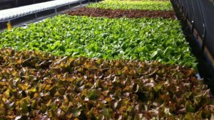 Making The Move To Protected Agriculture