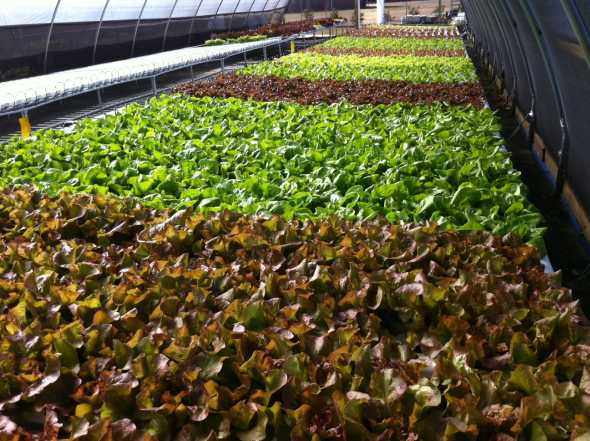 Local Appetite produces hydroponic lettuce and other leafy greens in high tunnels. Photo credit: Local Appetite Growers