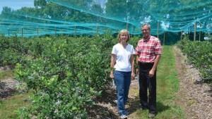 Timely Tips For A Healthy And Productive Berry Patch