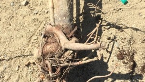Use These Planting Techniques To Avoid Root Girdling