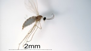 New Invasive Vegetable Pest Found In Michigan