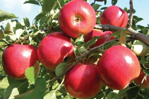 CrimsonCrisp®, Adams County Nursery