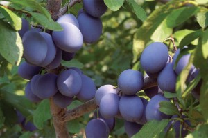NY9®, Adams County Nursery