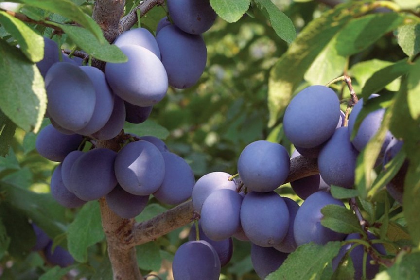 NY9®, Adams County Nursery