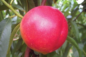 NectaFest™, Adams County Nursery