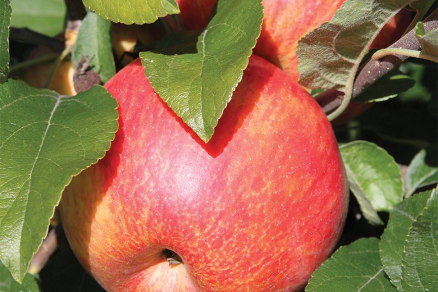 Premier™ Honeycrisp, Adams County Nursery