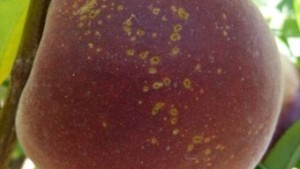 It’s Easy To Misdiagnose Bacterial Spot On Peaches