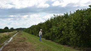 Citrus Survey Shows Florida Growers Are Bully For Bactericides