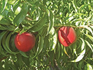 BURNECTTHIRTYONE, The Burchell Nursery