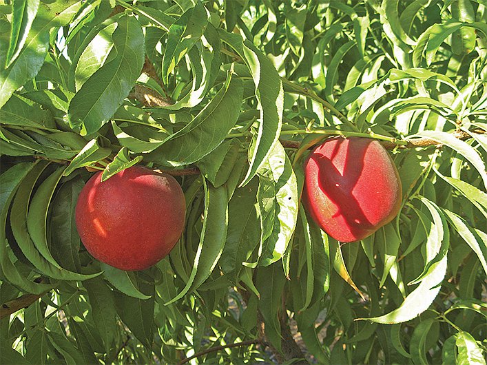 BURNECTTHIRTYONE, The Burchell Nursery
