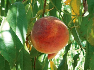 BURPEACHTHIRTYSIX, The Burchell Nursery