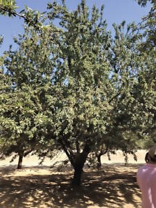 Cornerstone Rootstock, The Burchell Nursery