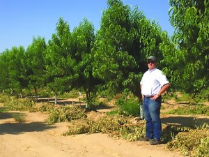 Guardian® BY5209 cv. Rootstock, The Burchell Nursery