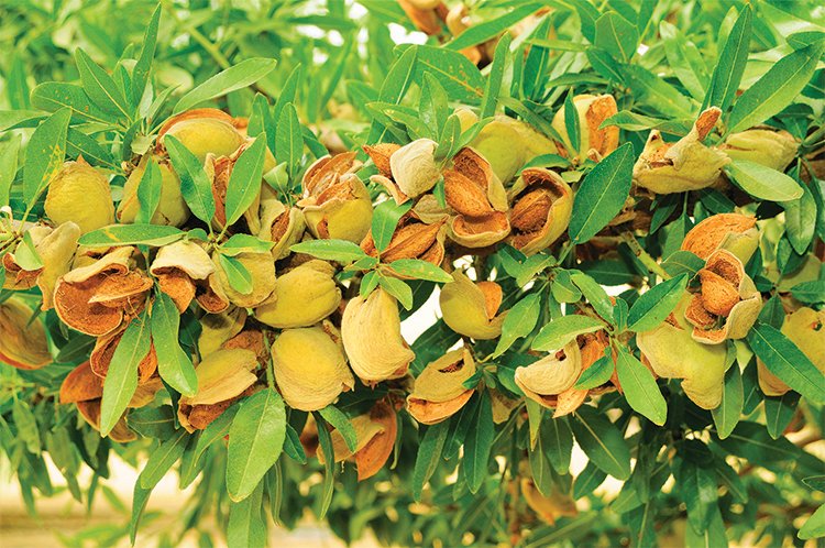 Shasata™ BA2 cv., The Burchell Nursery