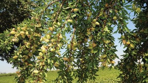 The Burchell Nursery 2016 Variety Showcase [Slideshow]