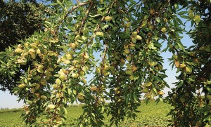 Subpareil, The Burchell Nursery