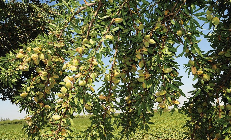 Subpareil, The Burchell Nursery