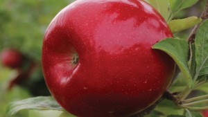 Nurseryman Elected To Washington Tree Certification Committee