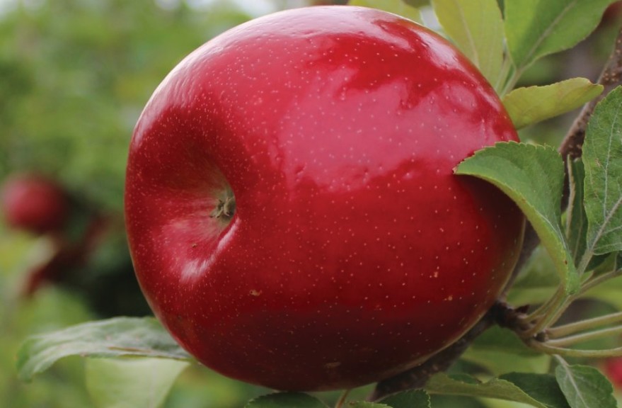 Royal Red Honeycrisp®, C&O Nursery