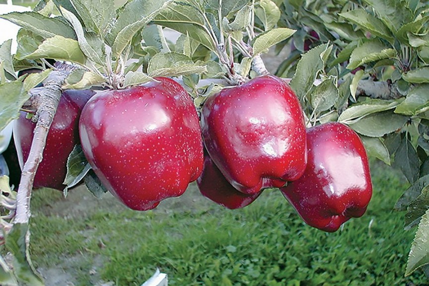 Schlect Spur Delicious, C&O Nursery