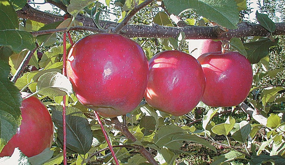 September Wonder Fuji, C&O Nursery
