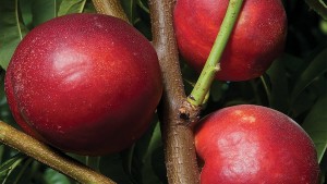 Dave Wilson Nursery 2016 Variety Showcase [Slideshow]