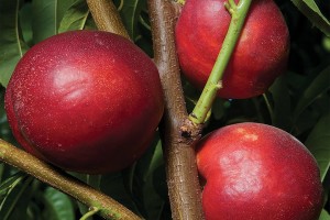 Honey Lite, Dave Wilson Nursery