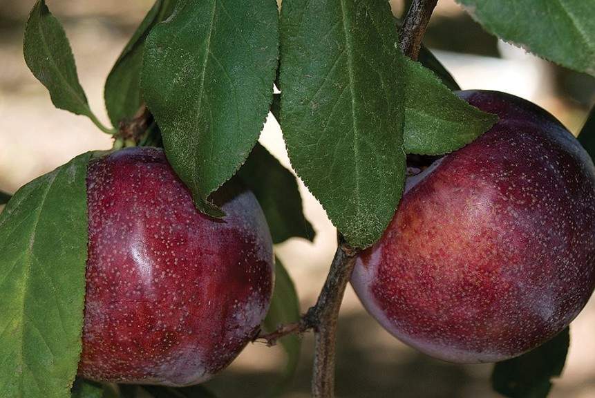 Honey Punch, Dave Wilson Nursery