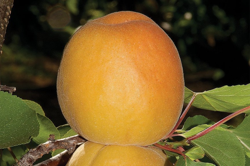Kylese-Cot Aprium® Interspecific Apricot, Dave Wilson Nursery