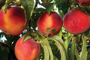 Summer Gold, Dave Wilson Nursery