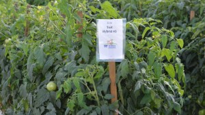 High On Tomato Hybrids